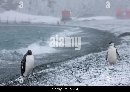 Cute Adele & Kinnriemen Pinguine auf felsigen Strand in windigen Schneesturm Augenkontakt, horizontale Schnee, geringe Tiefenschärfe rote Gebäude der Antarktis Stockfoto