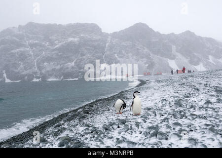 Pinguine auf Rock Beach in der Bucht von Research Station bei windigen Schneesturm, Menschen, Gebäude, Berge im weichen Schnee Hintergrund der Antarktis Stockfoto