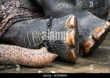 Sri Lanka Kandy Esala Perahera parade Elefant Fuß in Ketten liegend Stockfoto