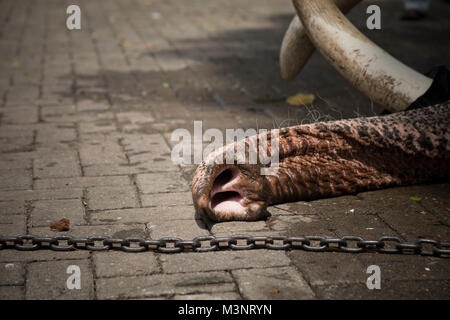Sri Lanka Kandy Esala Perahera parade Elefanten in Ketten liegend Stockfoto