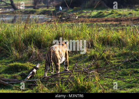 Royal Bengal Tiger, Tadoba Wildlife Sanctuary, Maharashtra, Indien, Asien Stockfoto