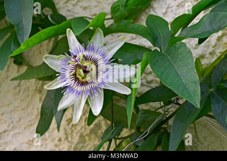 Passiflora vitifolia "White Lightning" Nahaufnahme der Blüte Stockfoto
