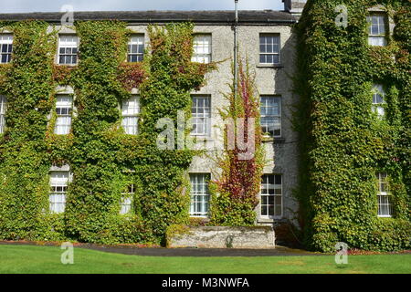 Mehrstöckiges Wohnhaus von Maynooth University mit dichten Reben bedeckt. Stockfoto