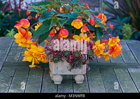 Container von Sempervivum und Begonia "Apricot Shades" Stockfoto
