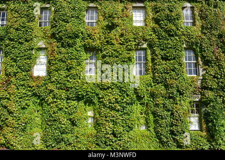 Außenwand des historischen mehrstöckiges Gebäude mit dichten, grünen Reben bedeckt. Stockfoto