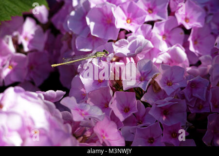 Libelle auf Phlox Blumen (Potager de Suzanne; Le Pas; Mayenne, Pays de la Loire, Frankreich). Stockfoto