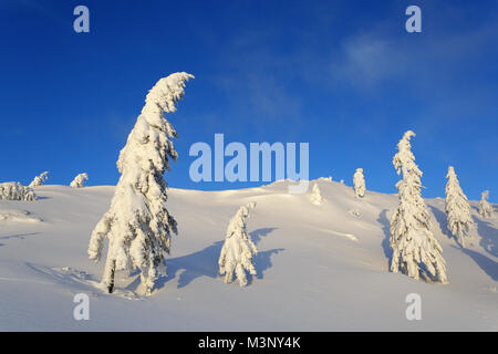 Lonely gefroren Pinien auf einem schneebedeckten Berg Witz tolle Aussicht, Velika Planina, Slowenien. Stockfoto