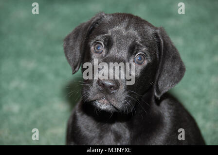 Schwarzes Kreuz - Rasse Welpen. Stockfoto