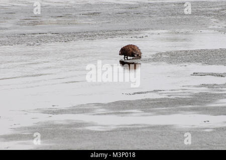 Vadnais Heights, Minnesota. Vadnais Lake Regional Park. Bisamratte, Ondatra zibethicus, am Rande des Eis fertig, in das Wasser in die zu gehen Stockfoto