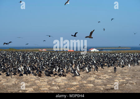 Große Kolonie von kaiserlichen Shag (Phalacrocorax Atriceps Albiventer) auf Bleaker Island auf den Falkland-Inseln Stockfoto