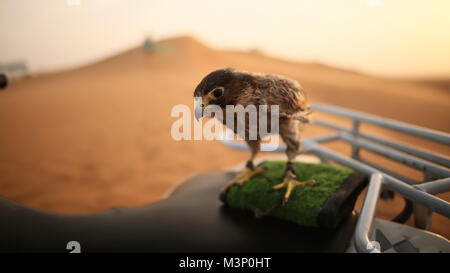 Adler sitzend. Slow Motion. Wüste in Abu Dhabi, Vereinigte Arabische Emirate. Stockfoto