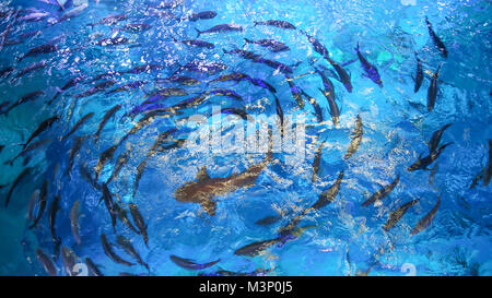 Große Fische kreisen im Pool Stockfoto