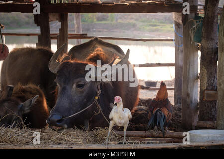 Thai Büffel in dem Gebiet, Buffalo Landwirtschaft für Reis anpflanzen, Thai Farmers' Lebensstil. Stockfoto