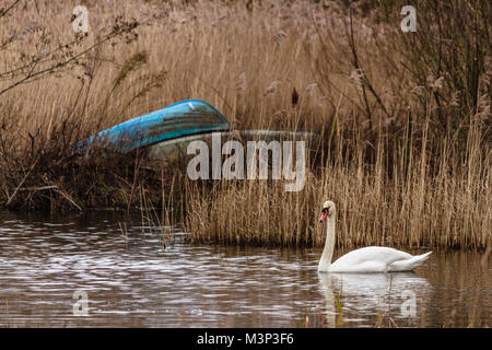 Mute swan mit Schilf- und Ruderboote auf einem Teich auf Dawlish Warren Naturschutzgebiet, Devon, Großbritannien. Februar 2018. Stockfoto