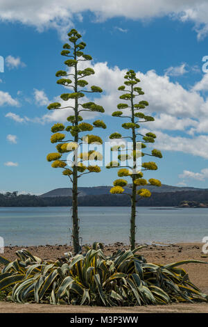 Agave americana, Jahrhundert Werk am Beauty Point, Tasmanien, Australien Stockfoto