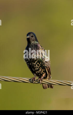 Common Starling, Sturnus vulgaris an Arthur River, Tasmanien, Australien Stockfoto