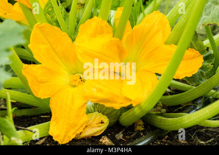 Sommer squash Blüten in einer sommerlichen Garten in Issaquah, Washington, USA. Stockfoto