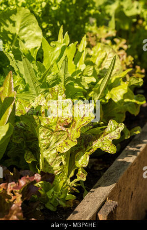 Verschiedene Salatsorten wächst in einem erhöhten Bett Garten in Issaquah, Washington, USA. Die gesprenkelte ist Flashy Butter Eiche Kopfsalat. Stockfoto