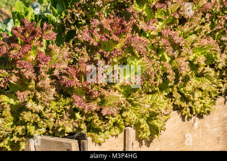 Durchgang salat Pflanzen in einem Garten in Issaquah, Washington, USA. Stockfoto