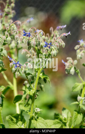 Borretsch in einem Garten in Issaquah, Washington, USA. Es wird auch als starflower bekannt und ist eine einjährige Pflanze. Stockfoto