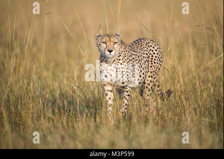 Ein Gepard mit Piercing gelbe Augen aufmerksam, die durch langes Gras. Masai Mara, Kenia. Stockfoto