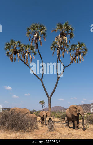 Eine Herde Elefanten passiert einen doum Palmen in Kenia Samburu National Reserve. Stockfoto