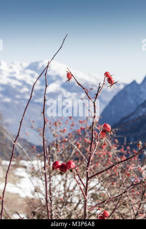 Rote Beere des Hundes - Rose mit unscharfen verschneiten Bergen im Hintergrund Stockfoto