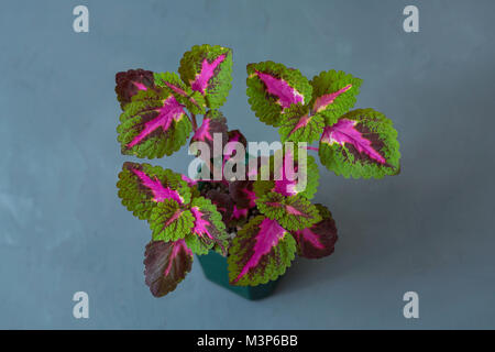 Indoor Blüte Coleus in einem Blumentopf auf grauem Hintergrund. Stockfoto