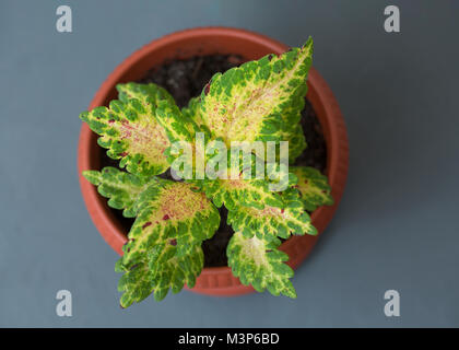 Indoor Blüte Coleus in einem Blumentopf auf grauem Hintergrund. Stockfoto