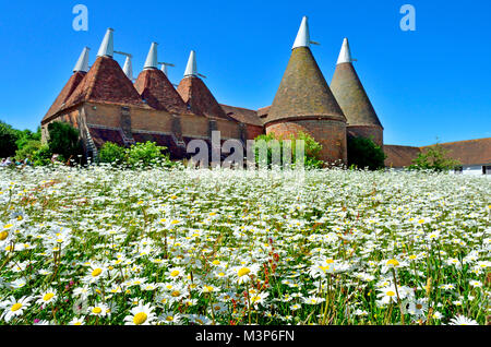 Cranbrook, Kent, England. Wilde Blumenwiese - Gänseblümchen. Traditionelle Oast Häuser - hop Trockenkammern. Stockfoto