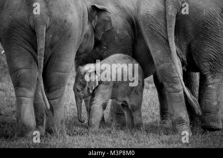 Baby asiatischen Elefanten, die durch zwei Erwachsene im ZSL Whipsnade Zoo geschützt Stockfoto