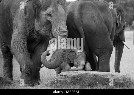 Baby Asiatischen Elefanten und versuchen, ein Rock durch zwei Erwachsene im ZSL Whipsnade Zoo flankiert zu klettern Stockfoto