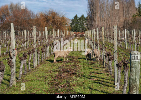 Schafe grasen zwischen Weinbergen in der Nähe von Blenheim, Südinsel, Neuseeland Stockfoto