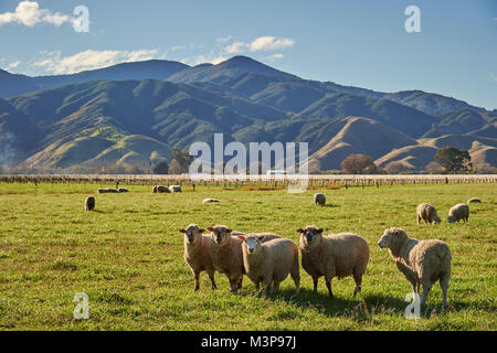 Schafe grasen zwischen Weinbergen in der Nähe von Blenheim, Südinsel, Neuseeland Stockfoto