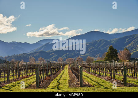 Einen Weinberg unter Wither Hills in der Nähe von Blenheim, Südinsel, Neuseeland Stockfoto