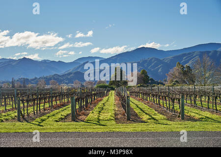 Einen Weinberg unter Wither Hills in der Nähe von Blenheim, Südinsel, Neuseeland Stockfoto