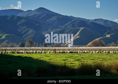 Schafe grasen zwischen Weinbergen in der Nähe von Blenheim, Südinsel, Neuseeland Stockfoto