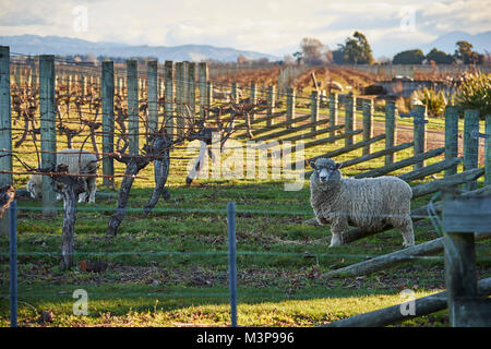 Schafe grasen zwischen Weinbergen in der Nähe von Blenheim, Südinsel, Neuseeland Stockfoto