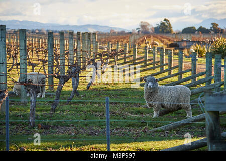 Schafe grasen zwischen Weinbergen in der Nähe von Blenheim, Südinsel, Neuseeland Stockfoto