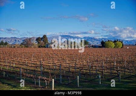 Einen Weinberg unter Wither Hills in der Nähe von Blenheim, Südinsel, Neuseeland Stockfoto