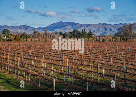 Einen Weinberg unter Wither Hills in der Nähe von Blenheim, Südinsel, Neuseeland Stockfoto