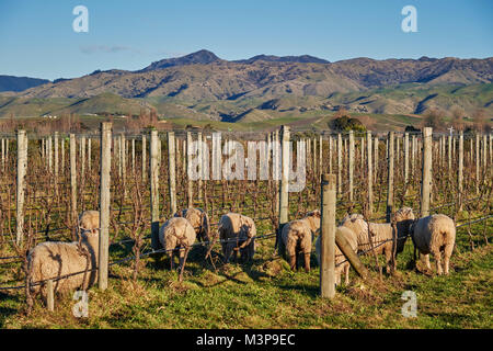 Schafe grasen zwischen Weinbergen in der Nähe von Blenheim, Südinsel, Neuseeland Stockfoto