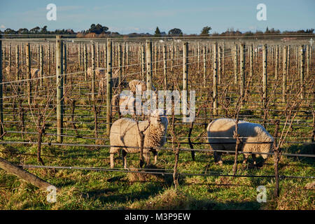 Schafe grasen zwischen Weinbergen in der Nähe von Blenheim, Südinsel, Neuseeland Stockfoto