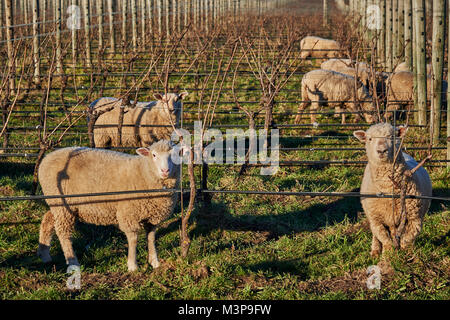 Schafe grasen zwischen Weinbergen in der Nähe von Blenheim, Südinsel, Neuseeland Stockfoto