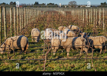 Schafe grasen zwischen Weinbergen in der Nähe von Blenheim, Südinsel, Neuseeland Stockfoto