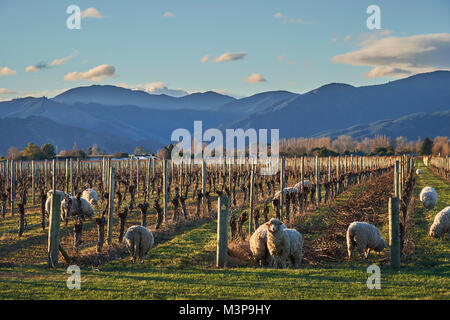 Schafe grasen zwischen Weinbergen in der Nähe von Blenheim, Südinsel, Neuseeland Stockfoto