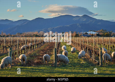 Schafe grasen zwischen Weinbergen in der Nähe von Blenheim, Südinsel, Neuseeland Stockfoto