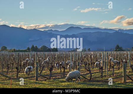 Schafe grasen zwischen Weinbergen in der Nähe von Blenheim, Südinsel, Neuseeland Stockfoto