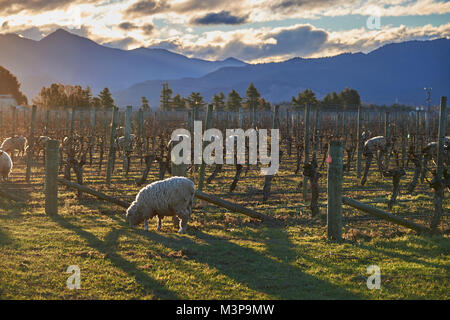 Schafe grasen zwischen Weinbergen in der Nähe von Blenheim, Südinsel, Neuseeland Stockfoto