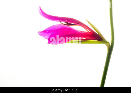 Wilde Blumen in einem Studio arbeiten mit einem Leuchtkasten Stockfoto